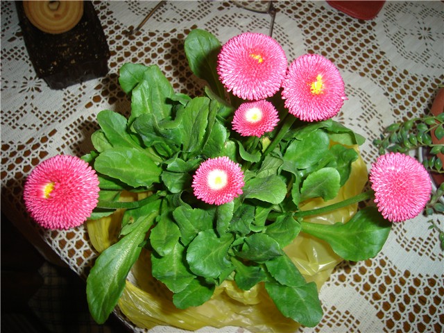 tratinčica